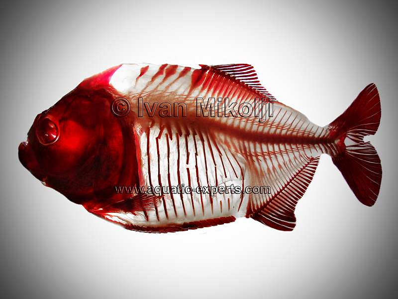 peces de agua dulce de venezuela